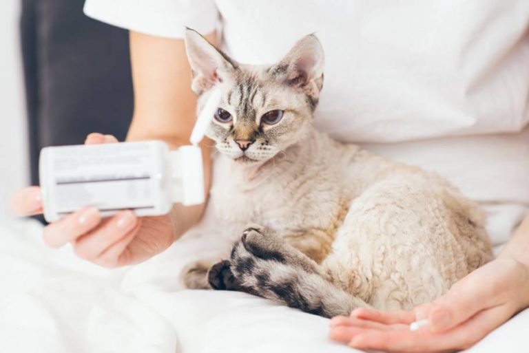 Chats comment éviter les boules de poils L actualité de nos amis