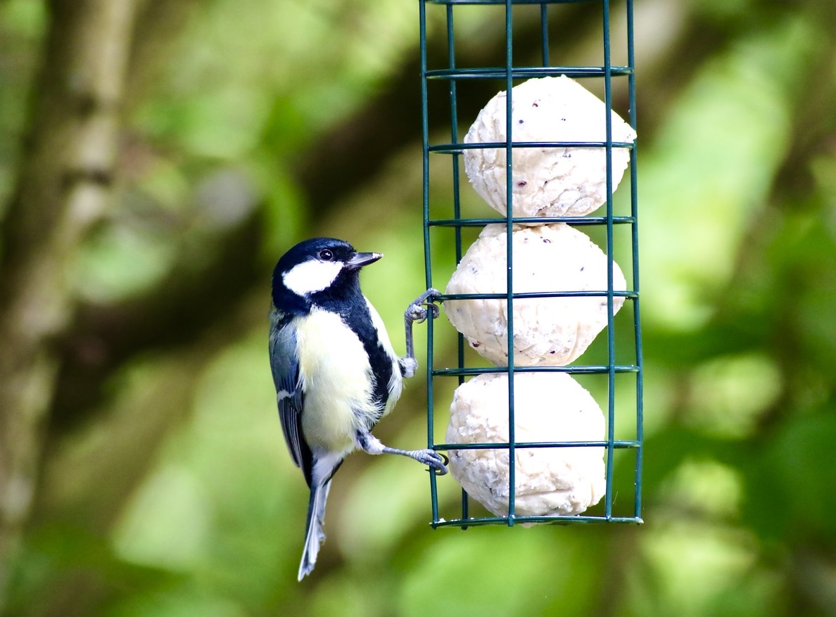 Pourquoi mettre des boules de graisse à disposition des oiseaux